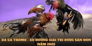 đá gà thomo 88clb