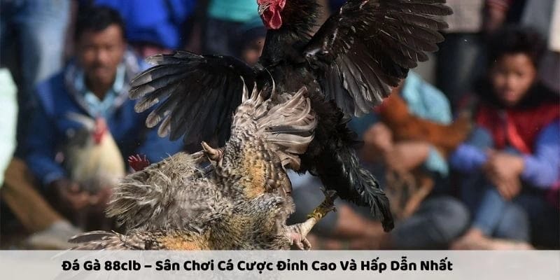 Những yếu tố giúp chọi gà cựa dao tại 88CLB thu hút nhiều kê thủ